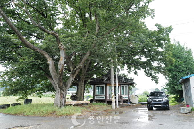 시미1리 쌍괴정 마을을 지키고 있는 느티나무