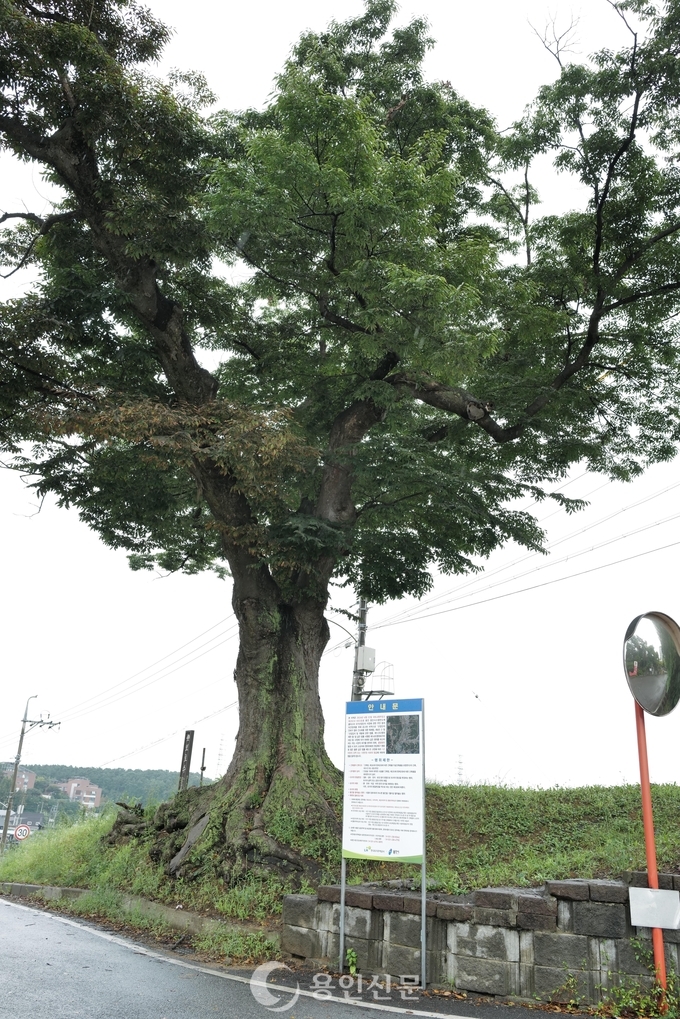 화산2리 구렁고개에서 마을을 지키고 있는 느티나무