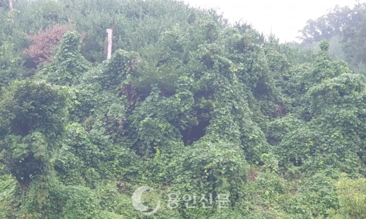 집도 뒷산도 ‘생태교란 덩굴식물’ 습격